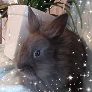 Meet your Posher, Noelle